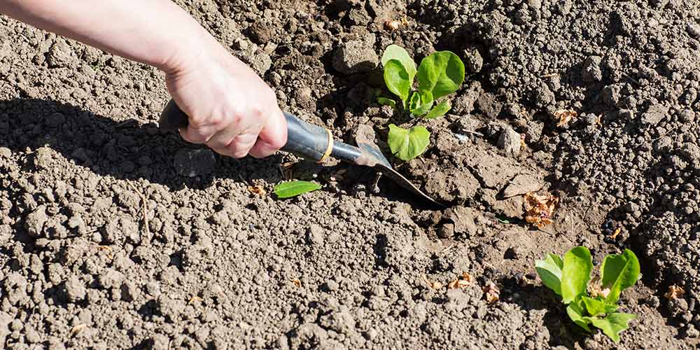 Comment améliorer une terre argileuse ?